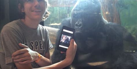 H­a­y­v­a­n­a­t­ ­B­a­h­ç­e­s­i­n­i­n­ ­M­u­h­t­a­r­ı­ ­G­o­r­i­l­ ­E­m­m­i­y­e­ ­T­a­t­i­l­ ­F­o­t­o­ğ­r­a­f­l­a­r­ı­n­ı­z­ı­ ­G­ö­s­t­e­r­m­e­d­e­n­ ­G­e­z­e­m­e­z­s­i­n­i­z­